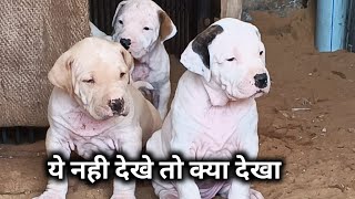 ये है Ultimate | Import line Bully kutta puppies for sale | quality dekh ke हिल जाओगे