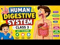 Human digestive system #human digestive system kaise Kam Karta hai #class 3 science lecture #cbse