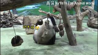 【片頭1分鐘精彩畫面】圓圓和圓寶母女倆窩在鞦韆上大戰,圓寶逃跑爬高高,被圓圓一把抱下來|片尾有2分鐘動物園休園直播片段|熊貓貓熊The Giant Panda YuanYuan and YuanBao