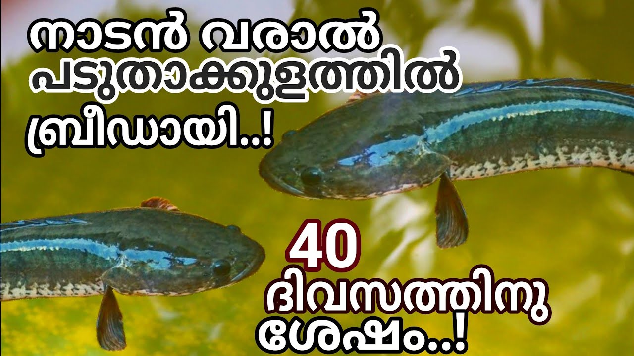 Snakehead Brooding നാടൻ വരാൽ പടുതാക്കുളത്തിൽ ബ്രീഡായി | 40 ദിവസത്തിനുശേഷം | snakehead fish ...