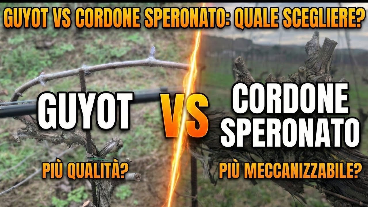 NON SBAGLIARE QUESTA SCELTA! GUYOT O CORDONE SPERONATO?