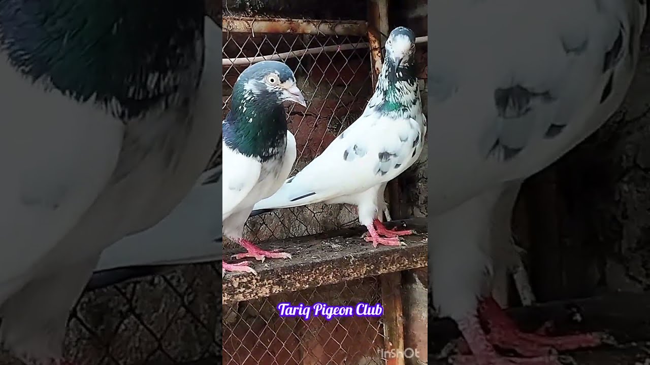 Teddy Kabootar | teddy kabootar ki pehchan | Pigeons | Ghar k kuch teddy breeder  @kamranabbasnaqvi