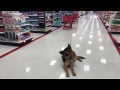 3 Year Old German Shepherd 3 Year Old German Shepherd