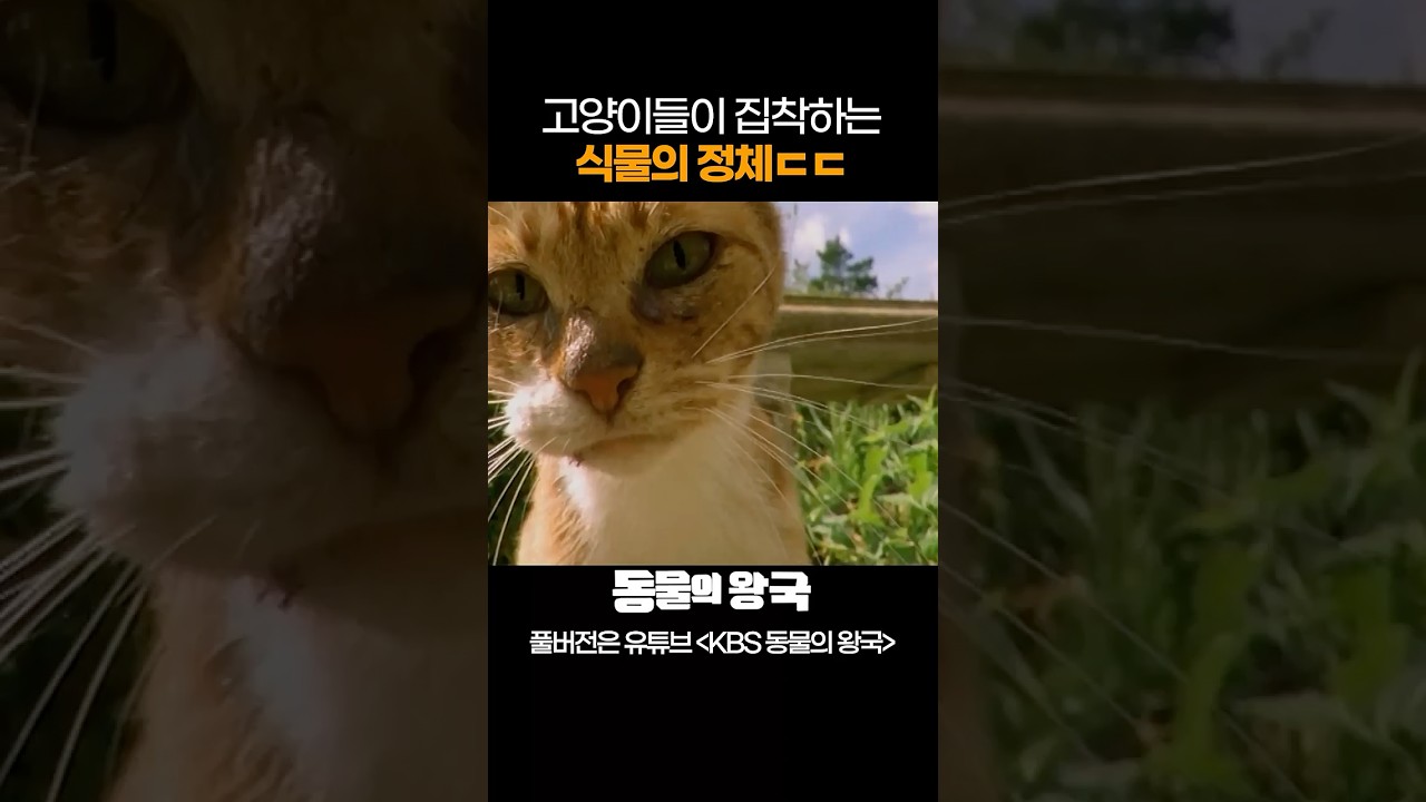 도대체 정체가 뭐길래...ㅋㅋㅋㅣ별난 세상 별난 동물들 #고양이 #BBC #shorts