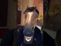 Funny horse face viralshortyoutubeshorts