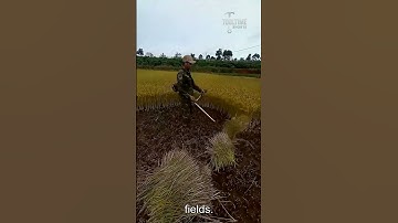 Rice Harvesting Machine – Good Tools Can Increase Work Efficiency