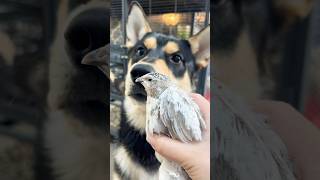 Just a dog and his quails #pets #shorts #quails