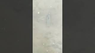 Lavado y desinfección de un estanque de peces en tierra. #acuicultura #agropecuaria