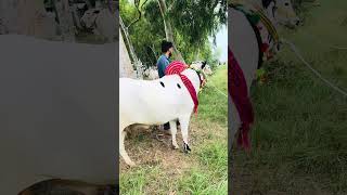 16 May 2026 jaffar mandi #cow #bull jaffar mandi#jaffarmandi