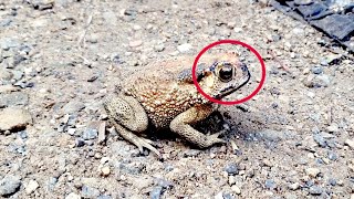 King Kong Find A Wife This Morning Vd