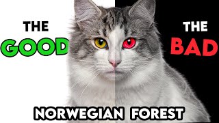 MUSTKNOW Norwegian Forest Cat PROS AND CONS