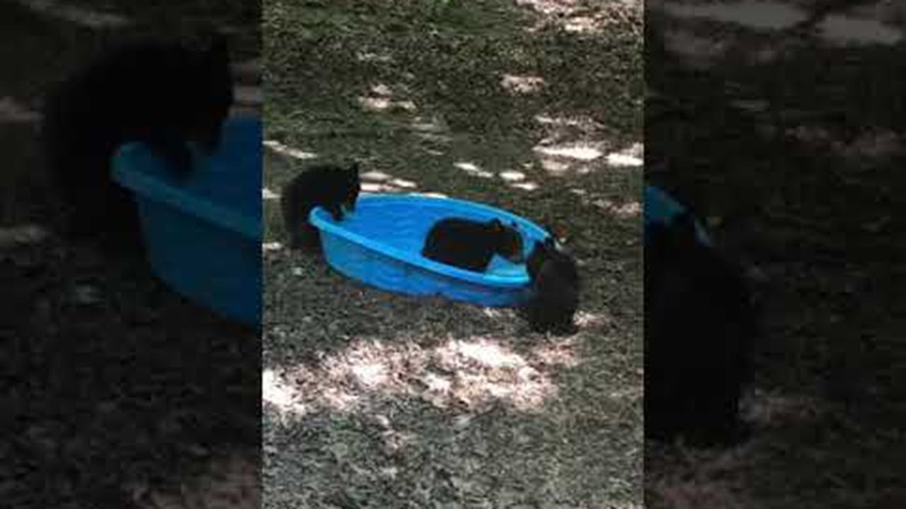 Rowdy Bear Cubs Having a Blast || ViralHog - YouTube