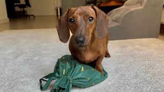 Mini dachshund receives the perfect gift