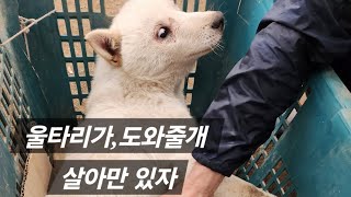 안성 농장에서 사지마비가 온...아이ㅜㅜ 울타리가,도와줄개 이우진대표와 강유원대표가 구조완료.