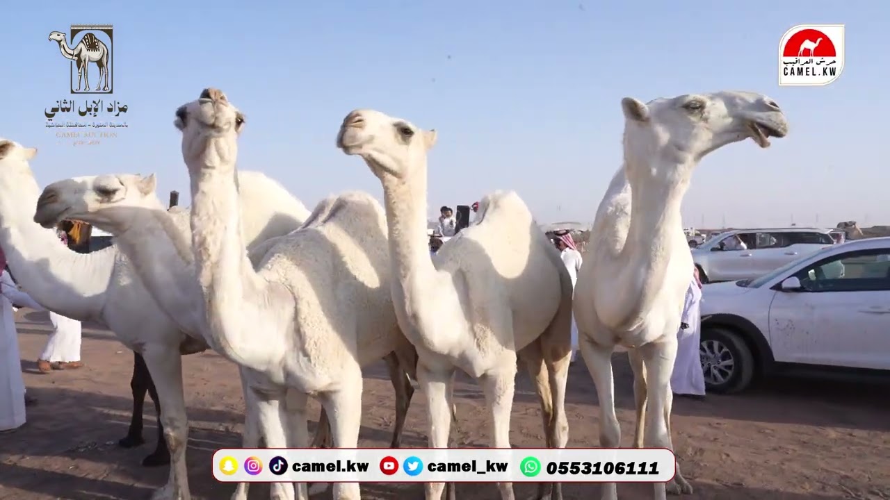 الرسالة ( 6 ) مالك الابل المهلكي يشارك الجمهور باللعب بعد عرض فردياته