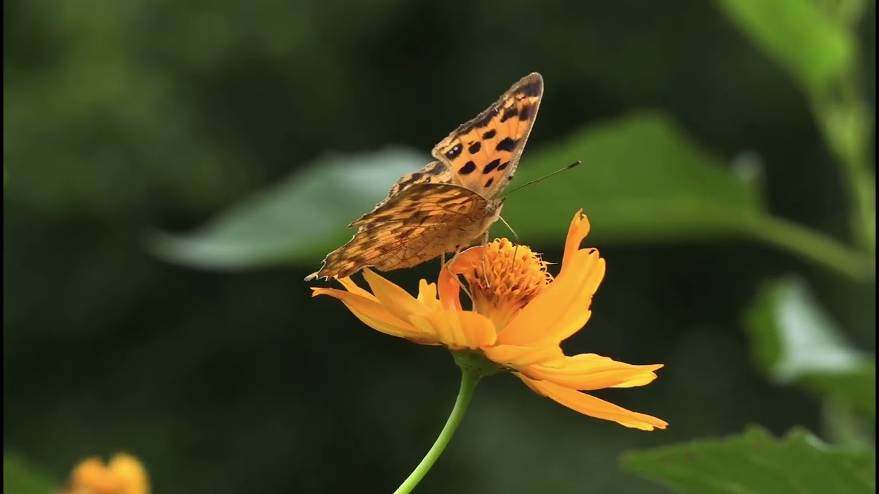 Nature's Stillness – A Butterfly Feeding on a Golden Flower
