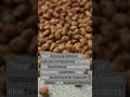 🤖 AI Is Inventing Superfoods Hidden in Everyday Foods 🍎 #Shorts #AI in food #Nuritas #PeptiStrong