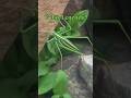 Interesting facts about Grass hoppers