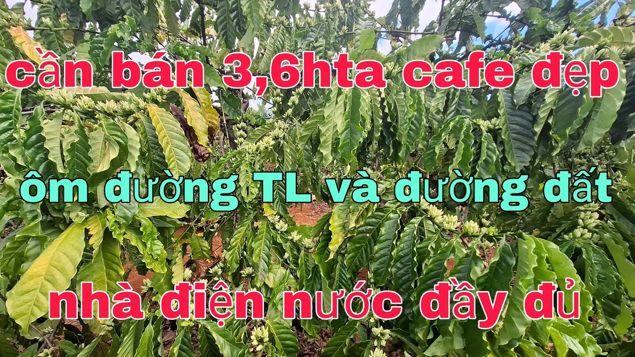 3,8hta cafe ôm đường TL và đường đất nhà điện nước đầy đủ cần bán ac quan tâm lh 0905351444