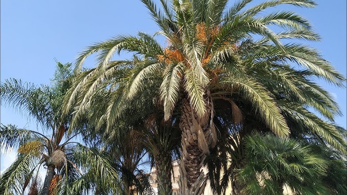 Palmera Datilera (Date Palm): Cultivation, Care and Benefits of the Phoenix dactylifera