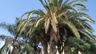 Date palms grow well in the Mediterranean, dates less so (Phoenix dactylifera)