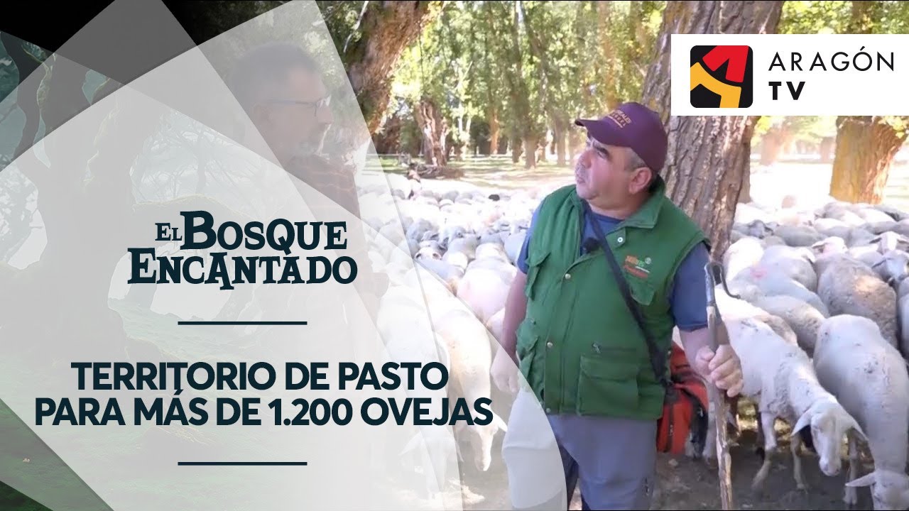 Territorio de pasto para más de 1.200 ovejas | CHOPOS CABECEROS DEL ALTO ALFAMBRA