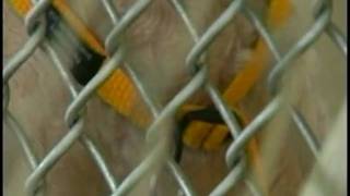 SCRAPS lowers adoption fees for pets