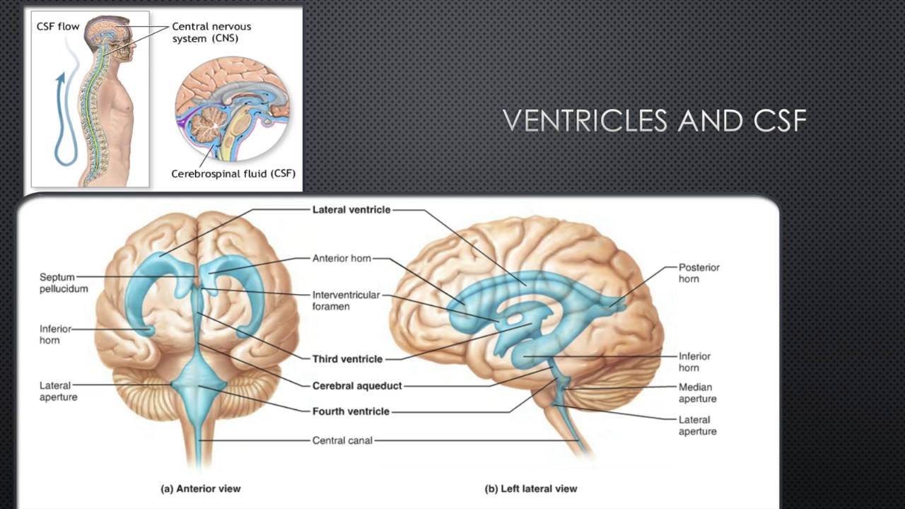 Student Review of Chapter 12 Nervous system - YouTube