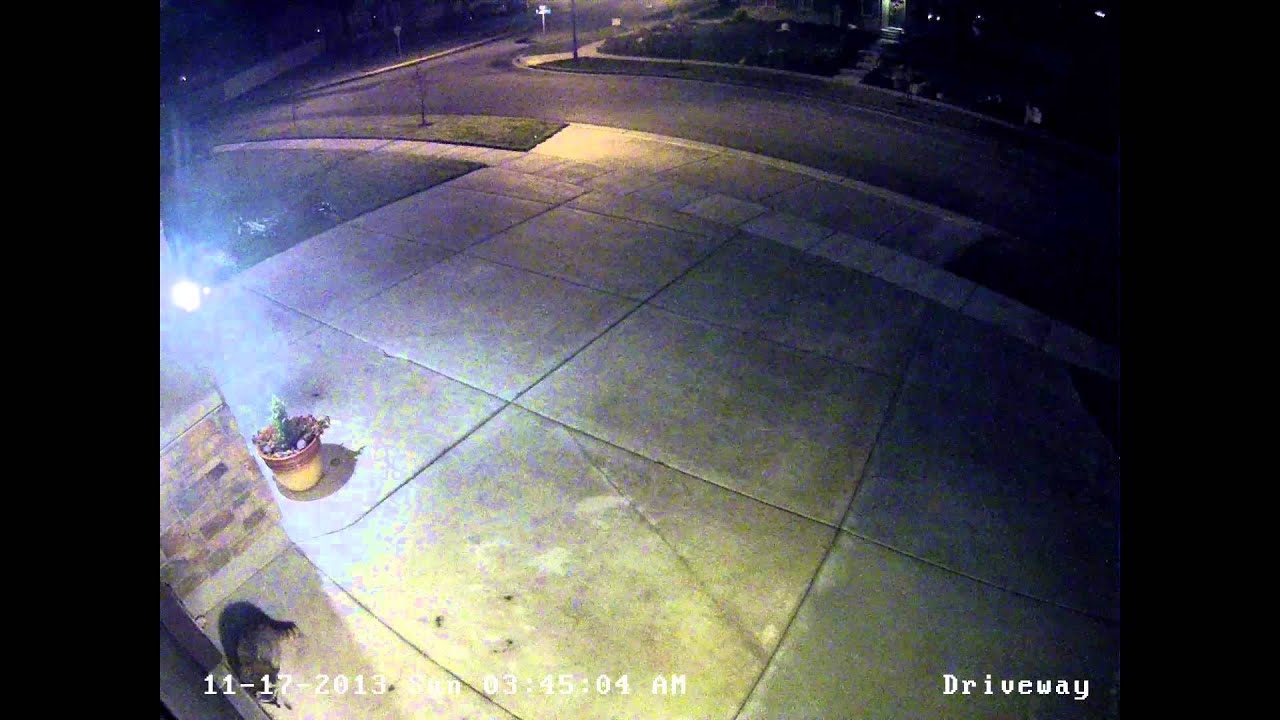 Racoons break into garage YouTube