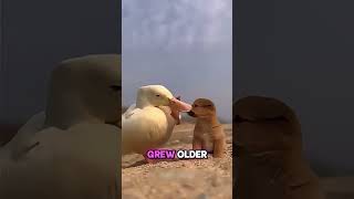 Homeless Puppy Saved by Duck 🐶🦆 Heartwarming Animal Story #shorts