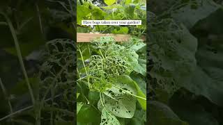 Bugs In Your Garden? Bughut Can Help