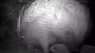 #hedgehog drinks 9:56pm 130816