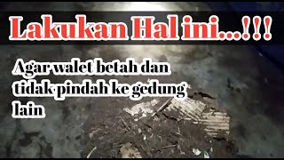 3 Cara Ini Membuat Walet Betah Dalam Gedung RBW