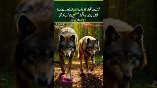 The Wolf🐺 | Why Turks and Mongols Made It Their Sacred Symbol