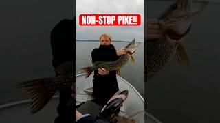 Always fun when it feels like you catch a fish on every cast! #fishing #northernpike #lake #dadlife