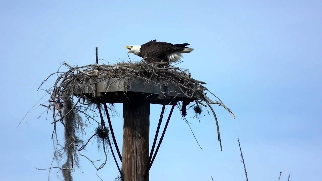 Eagle defending nest YouTube