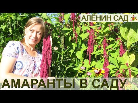 Видео: Выращивание амаранта: как выращивать растения амаранта