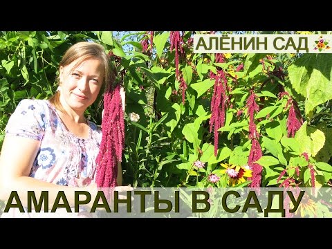 Видео: Может ли амарант расти в тени?