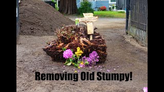 Removing Old Stumpy!
