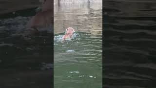 Swimming Cougar Shocks Boats Off BC Coast
Swimming Cougar Shocks Boats Off BC Coast Swimming Cougar Shocks Boats Off BC Coast