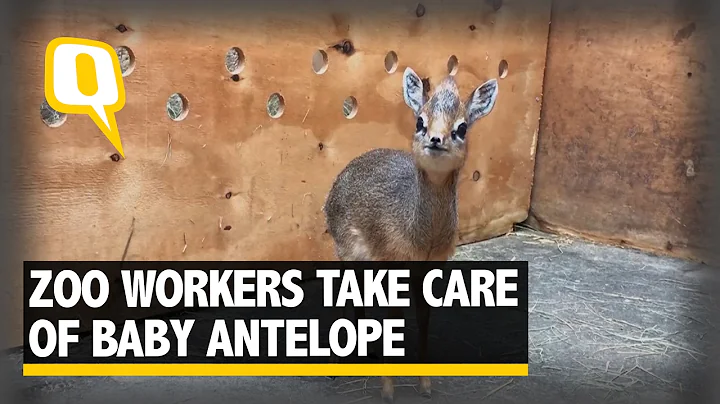 The Quint: Zoo Workers Adopt This Adorable Baby Antelope