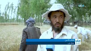 بهارک تومنیده دهقان کار لر اوزبوغدای محصللری نینگ کوبه یگنیدن خرسند لیگ بیلدریب اوتدیلر.