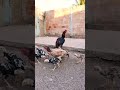 índio Bico curto Crista ferrão! 🐓🖤 (Reprodutor Pajé... Matriz Jacutinga e suas Crias) 🔥 #aves #roça