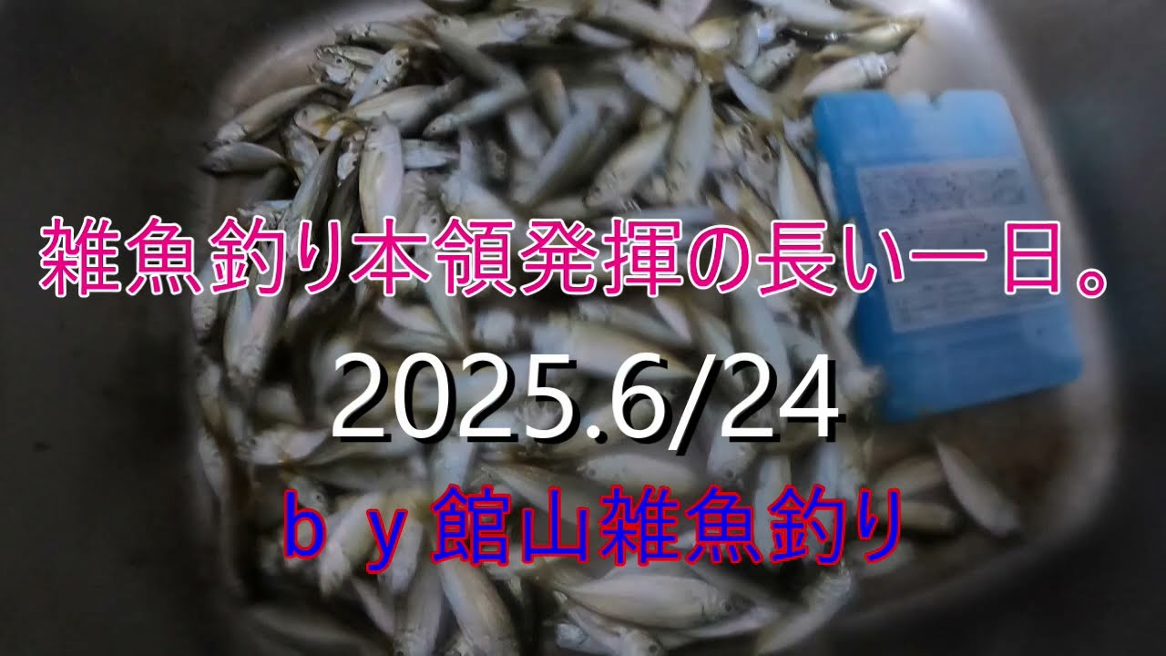 雑魚釣り本領発揮の長い一日。2025.6/24　ｂｙ館山雑魚釣り