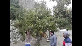 Mjjupiter Moon Hunza Al Fort Apple Trees