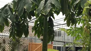 The leaf cycle of Lupin the Amorphophallus titanum