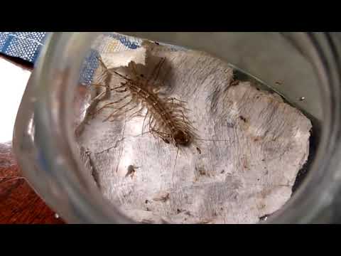 Если заметили это насекомое дома, то в ни в коем случае не убивайте его