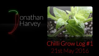 The Super Hots Chilli Grow Log #1 - 21st May 2016