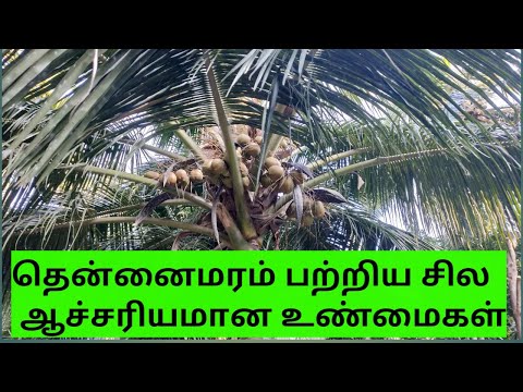 coconut tree essay in tamil language