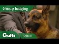 German Shepherd Dog Wins Pastoral Group Judging at Crufts 2011 | Crufts Dog Show